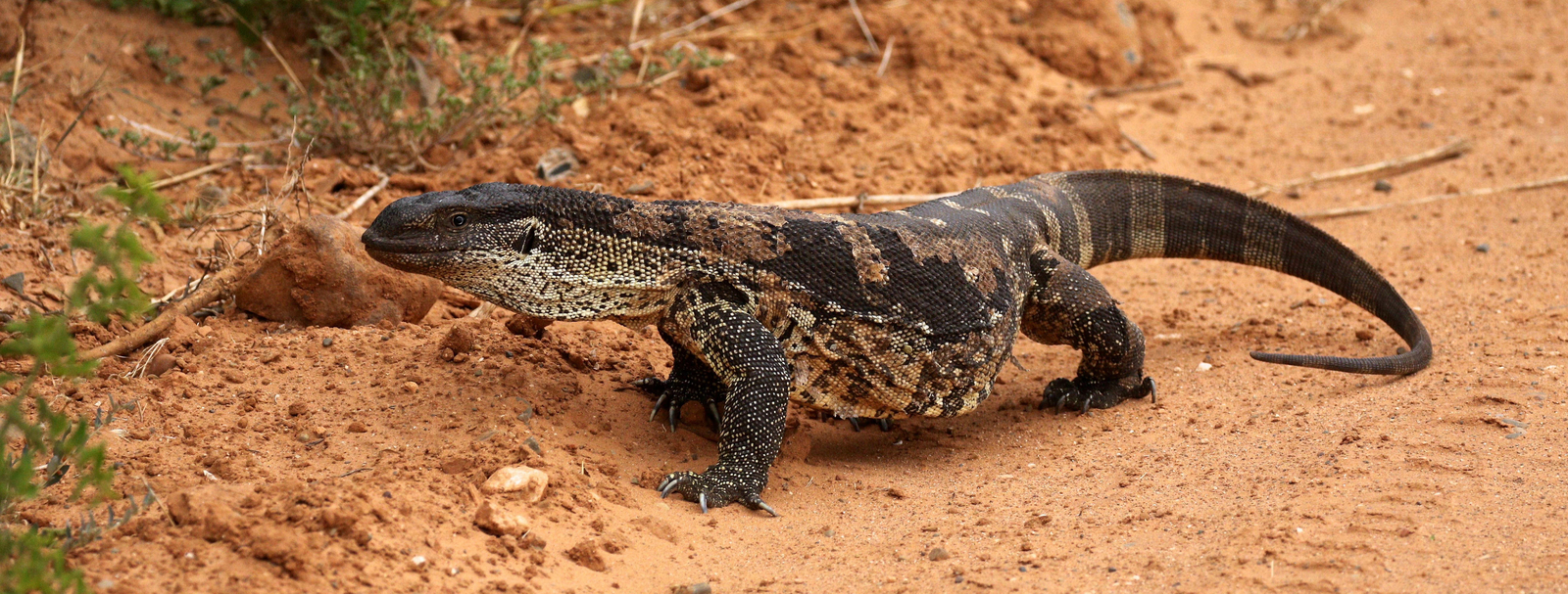 Founders Lodge by Mantis Founders Lodge by Mantis