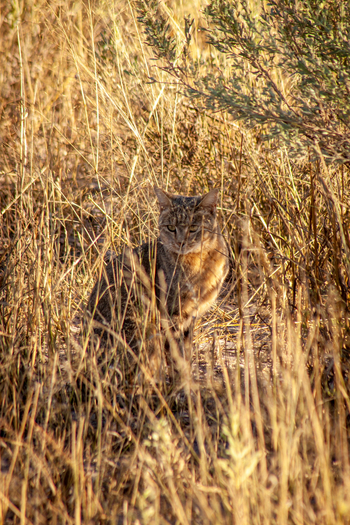 Gomoti Plains Camp: Tiere und Landschaft