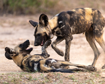 Gorongosa Safaris: Spielende Wildhunde