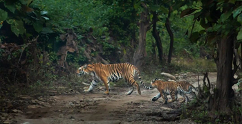 Jim's Jungle Retreat: Tigerfamilie