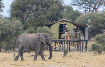 Jozibanini Camp Jozibanini Camp: Elefant vor Zelt