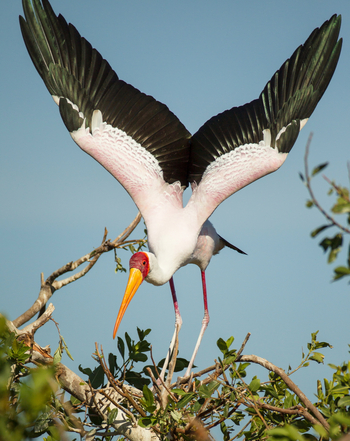 Kanana Camp: Vogelkolonie - Storch