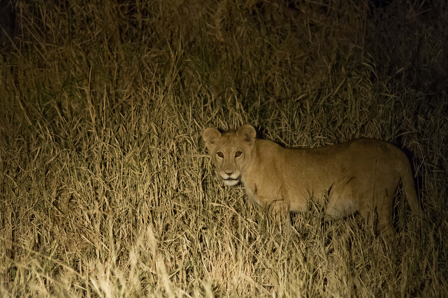 Kuro Tarangire Camp