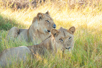 Lagoon Camp Lagoon Camp: Junge Löwen
