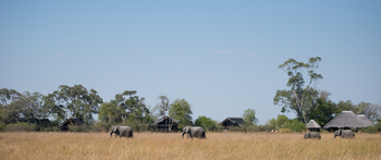 Lebala Camp Lebala Camp: Elefanten vor dem Camp