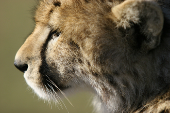 Legendary Mila Tented Camp: Gepard