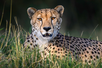 Linkwasha Camp Linkwasha Camp: Gepard