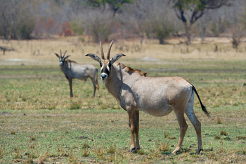 Little Makalolo Camp Little Makalolo Camp: Pferdeantilope