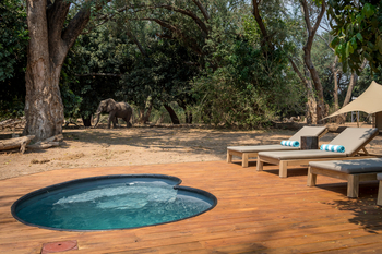 Little Ruckomechi Camp: Plunge Pool Elefant