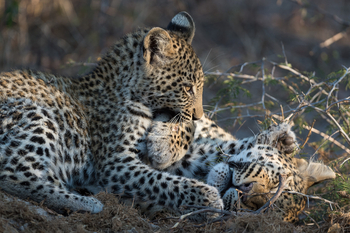 Little Tubu Camp: Junger Leopard mit Mutter