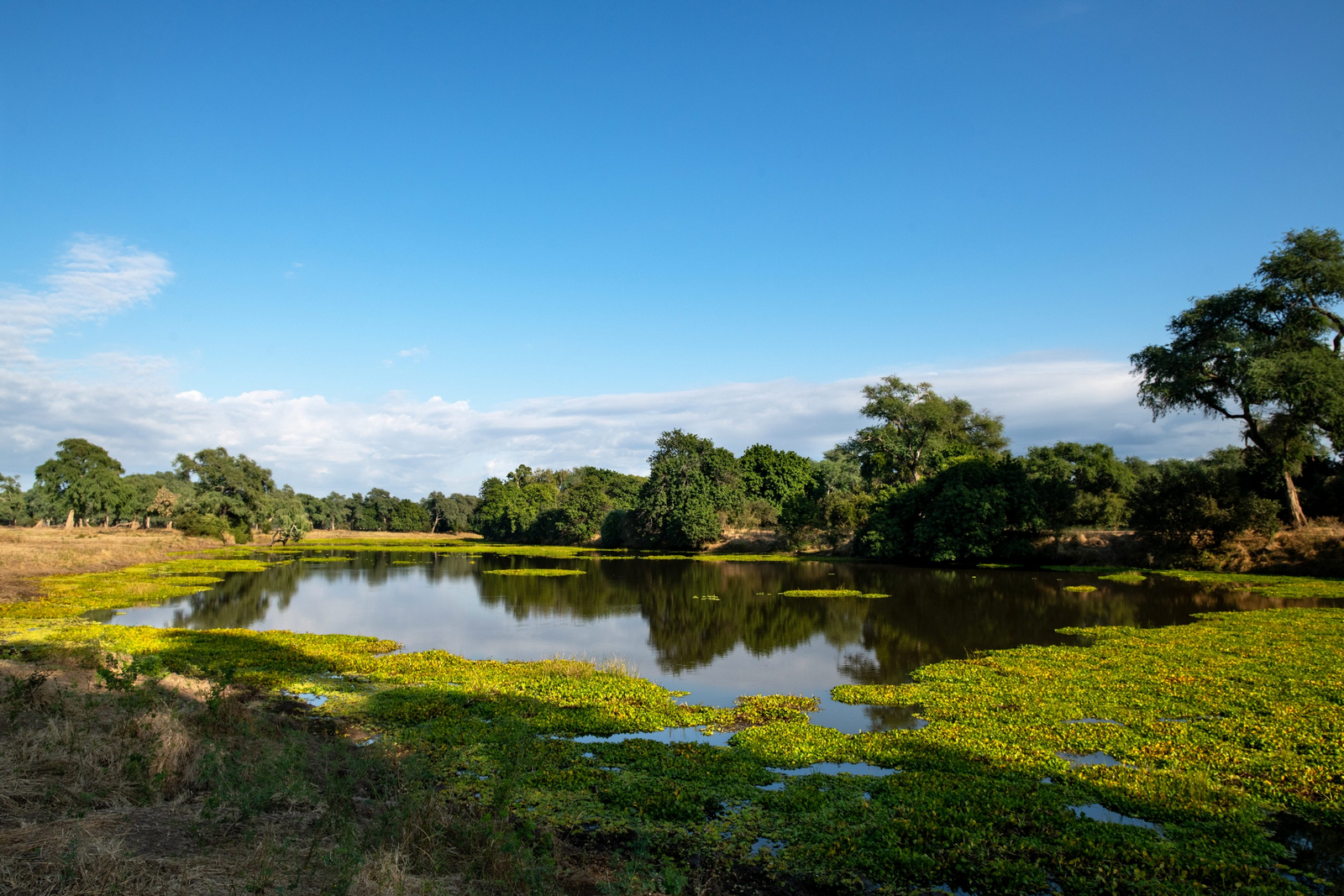 Mana River Camp Mana River Camp: Einer der Mana Pools