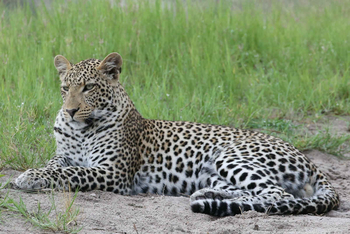 Mogotlho Safari Lodge Mogotlho Safari Lodge: Leopard