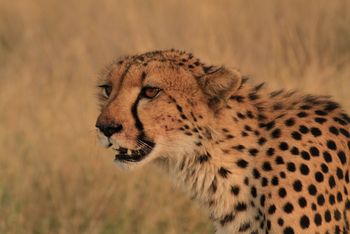Moremi Game Reserve: Gepard
