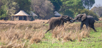 Musekese Camp Musekese Camp: Rangelnde Elefanten