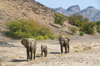 Namibia Camping Safari: Elefanten im Hoanib Valley
