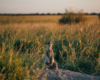 Camp Kalahari Camp Kalahari: Begegnung mit Erdmännchen