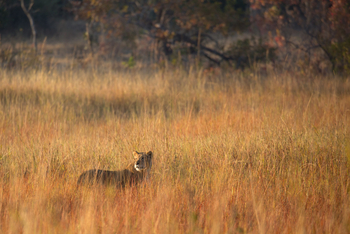 Ntemwa Busanga Bushcamp Ntemwa Busanga Bushcamp: Löwin im hohen Gras
