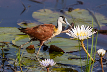 Pelo Camp: African Jacana Blaustirnblatthühnchen
