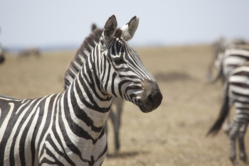 Richard's River Camp: Zebra