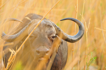 Royal Zambezi Lodge: Buffalo