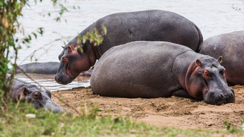 Saruni Eagle View Saruni Eagle View: Dösende Hippos