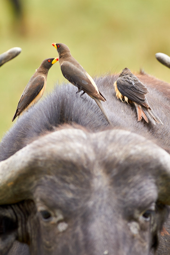 Saruni Mara Camp: Oxpecker