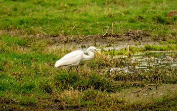 Sawai Vilas: Surwal Lake - Intermediate Egret