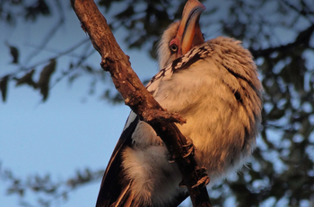 Setari Camp: Yellow Hornbill