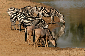 Shenton Safaris Shenton Safaris: Wild Dog Lagoon Hide