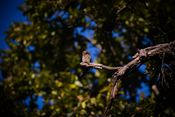 Singinawa Jungle Lodge: Jungle Owlet