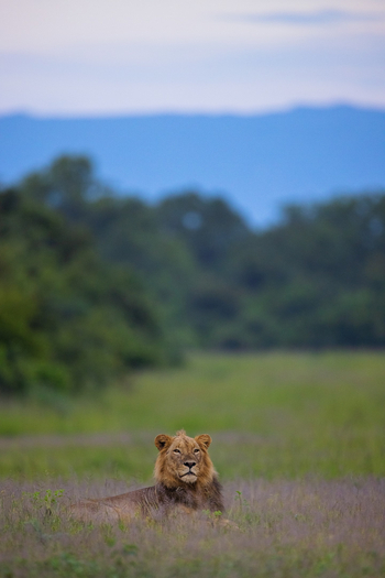 Sungani Lodge Sungani Lodge: Löwe