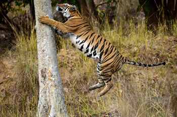 Syna Tiger Resort: Kletternder Tiger