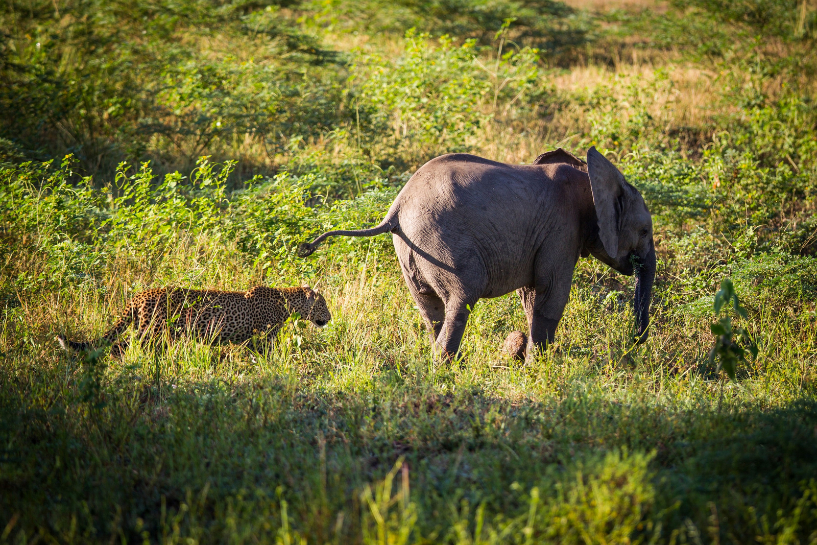 Time + Tide South Luangwa Time + Tide South Luangwa