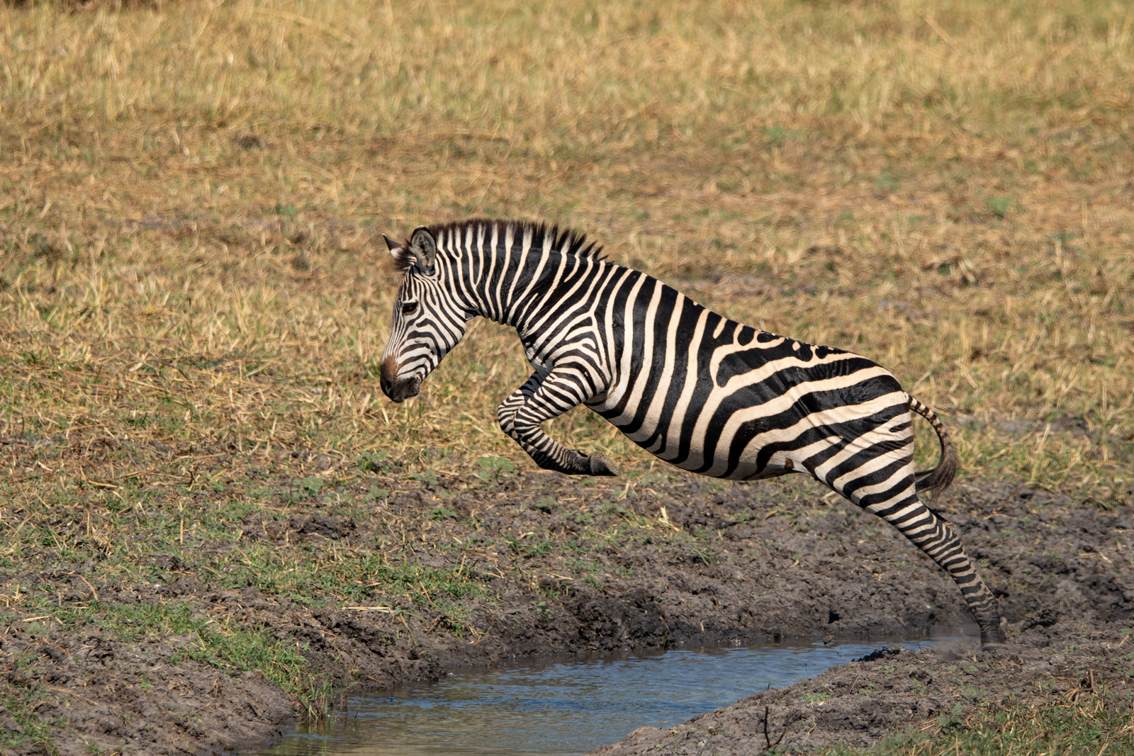 Usangu Expedition Camp Usangu Expedition Camp: Zebra