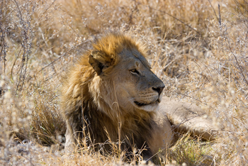 Vumbura Plains Camp: Löwe