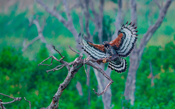 Wasa Lodge: Crowned Eagle