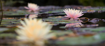 Woods at Sasan: Seerosen