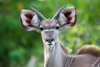 Abu Camp Abu Camp: Junger Kudu
