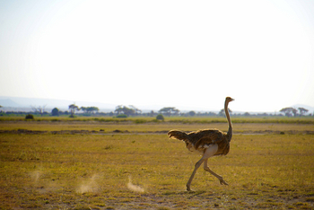Amboseli Serena Safari Lodge: Strauß