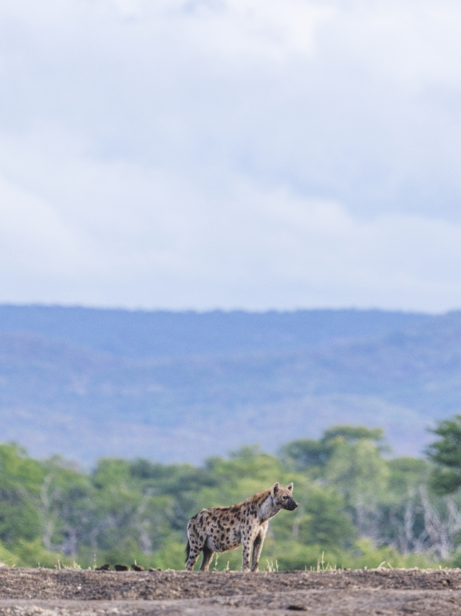 Anabezi Luxury Tented Camp Anabezi Luxury Tented Camp: Tüpfelhyäne