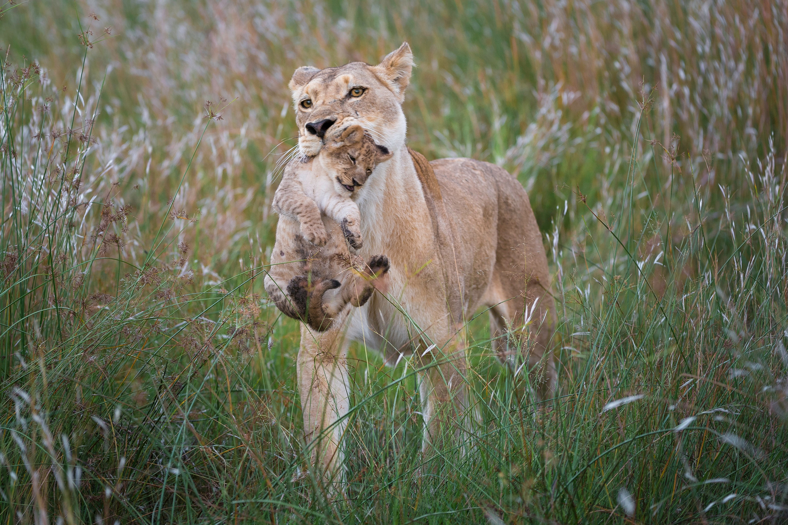 Linyanti Tented Camp Linyanti Tented Camp