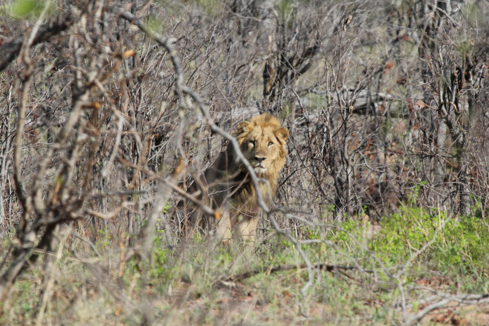 Chilo Gorge Safari Lodge Chilo Gorge Safari Lodge