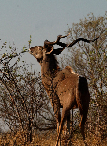Chobe Game Lodge: Kudu-Bock