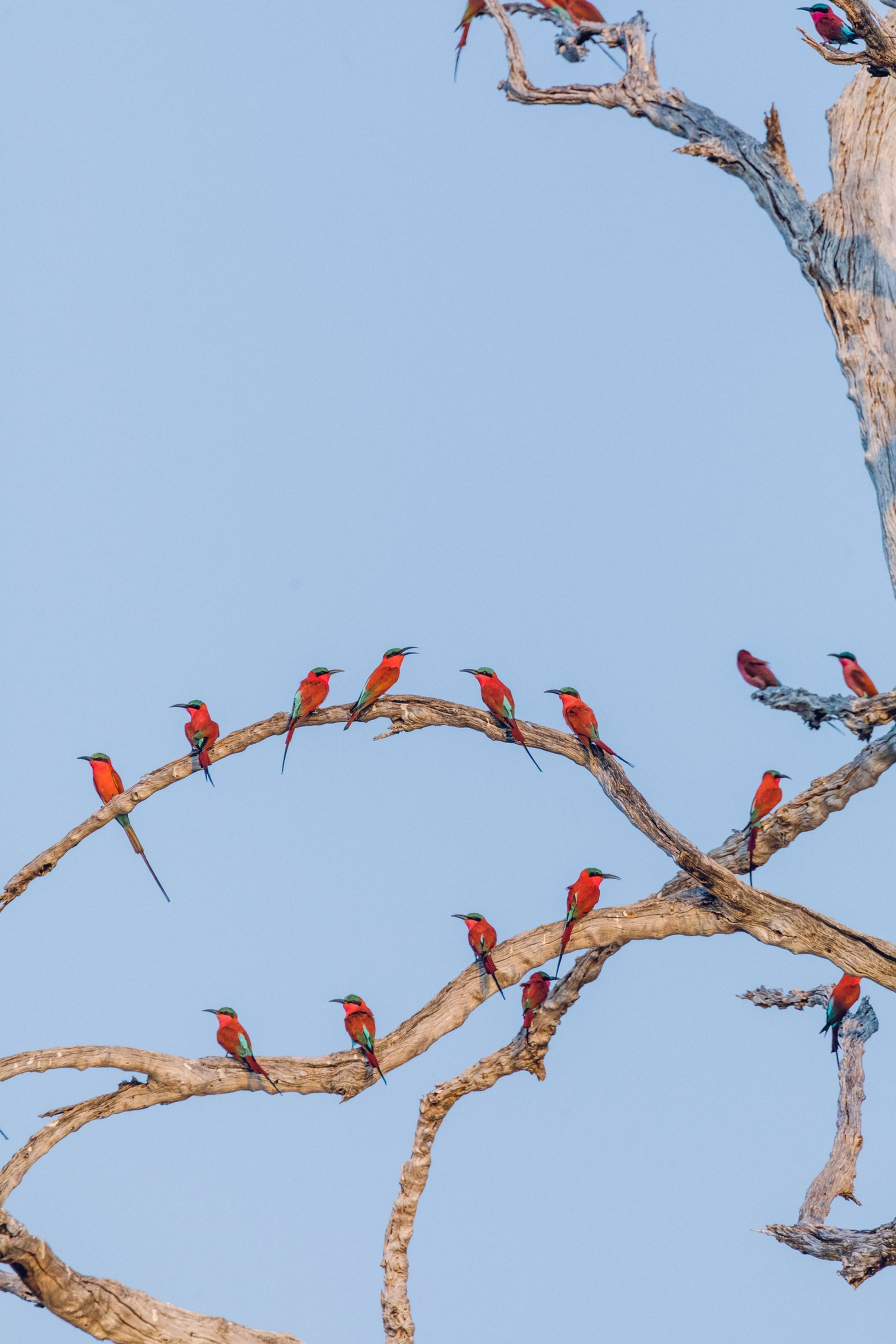 Classic Zambia Safaris Classic Zambia Safaris: Karminspinte