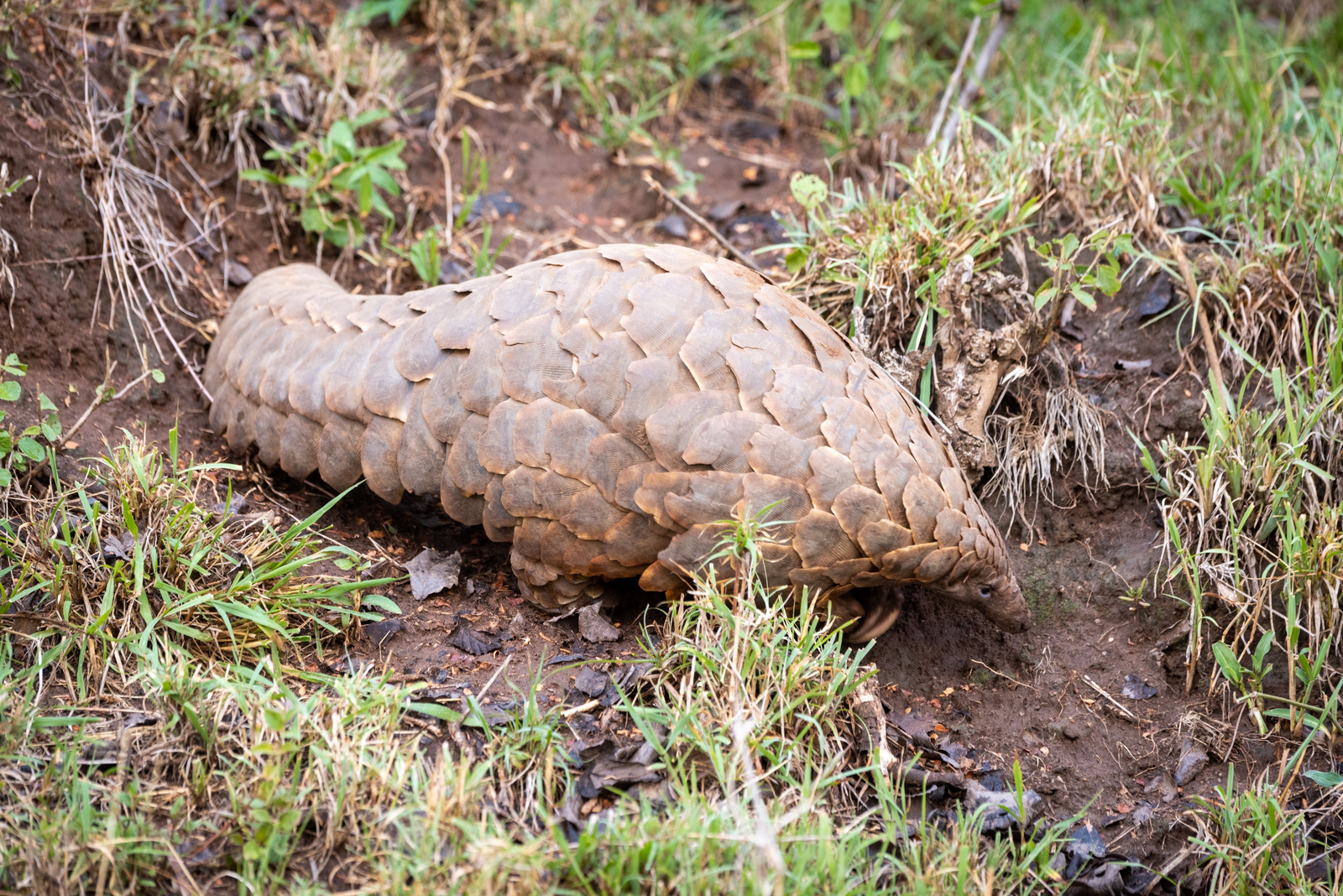 Cottar's 1920s Safari Camp Cottar's 1920s Safari Camp: Pangolin