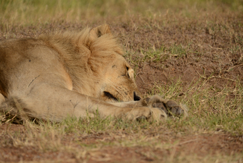Entim Masai Mara: Löwe