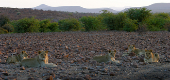 Etendeka Mountain Camp Etendeka Mountain Camp: Löwenfamilie