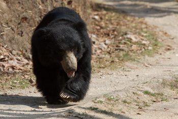 Flame of the Forest Safari Lodge: Lippenbär