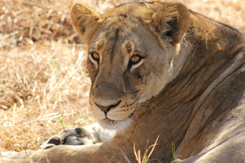 Ghoha Hills Savuti Lodge Ghoha Hills Savuti Lodge: Ruhende Löwin