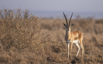 Governors' Mugie: Grant's Gazelle